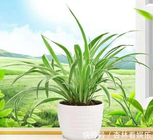 浇水|给吊兰浇水，避开这两个“小误区”，叶子翠绿，轻松养爆盆！