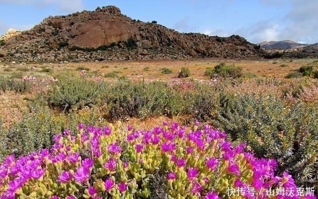 神奇|地球上最神奇的沙漠，满地多肉与鲜花，游客：怕不是个假的！