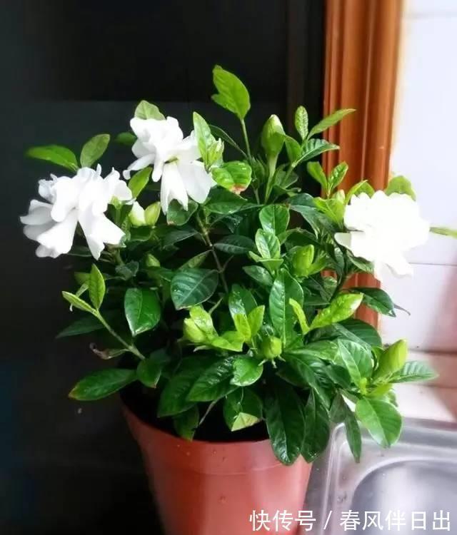 栀子花|卧室有一盆这样的绿植,再也不担心失眠了