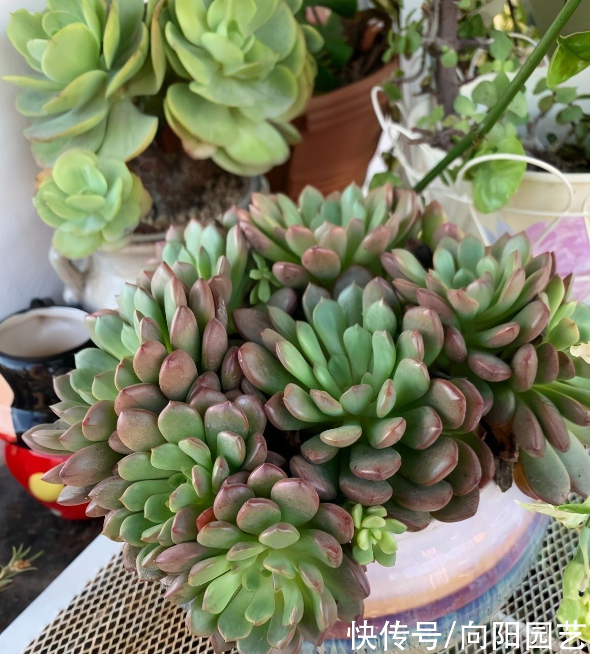  根系|冬季养多肉，想让肉肉更饱满，用“小盆”养，棵棵肥胖可爱