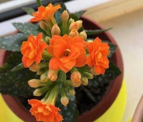 48个长寿花品种，一个比一个漂亮，文末附长寿花的养护简介