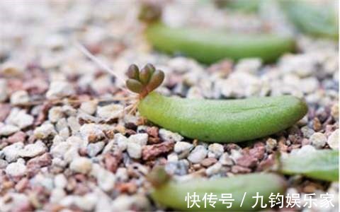 秋天养多肉赶紧叶插，这么做插几片就能活几片，插出满阳台的肉崽