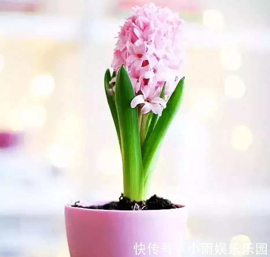 冬季养花大全,家里有这21种花的看过来