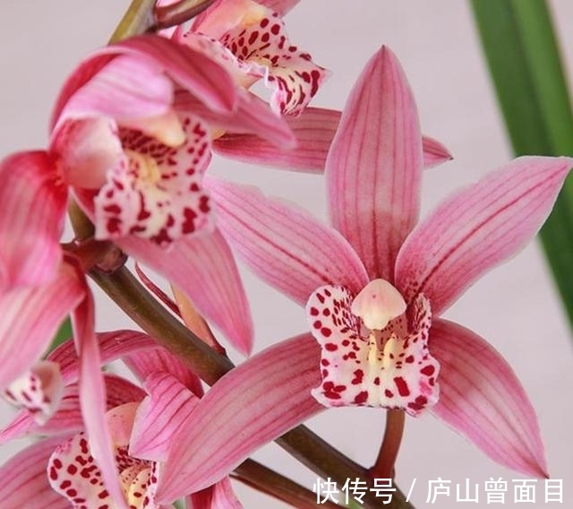 女士养兰花,首选“红满天”,花色艳丽,兰香四溢,长期有花赏!