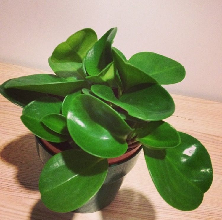 养文竹|有7种花“不喜水”,浇多了就烂根,越旱长得越旺