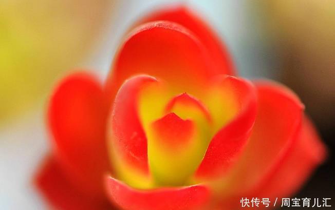 冬季火祭变绿啥原因?做好4点,颜色红得更鲜艳