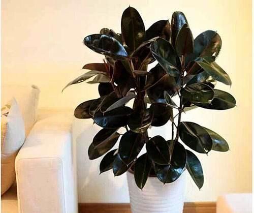 养花还烂根吗?3种东西随便撒一把,根不烂,长的粗,开花刹不住