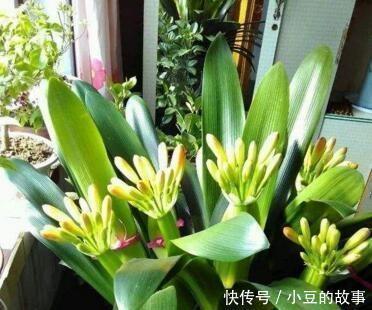 大白菜|户外挖“2种土”养花,君子兰长得像“大白菜”,茉莉花“爆盆”