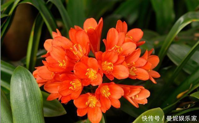 养花|家里君子兰不开花,学会这几种,花苞蹭蹭长