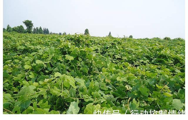 肝炎|每天认识一味中草,肝炎的“灭火剂”,敞开吃,肝一天比一天好