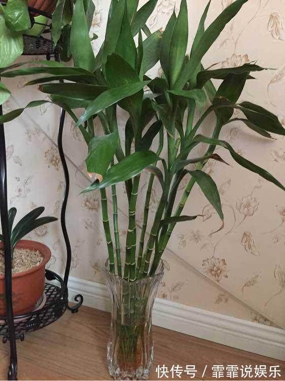 富贵竹水里加几粒它,枝干粗壮,叶片油绿,呼呼窜上屋顶