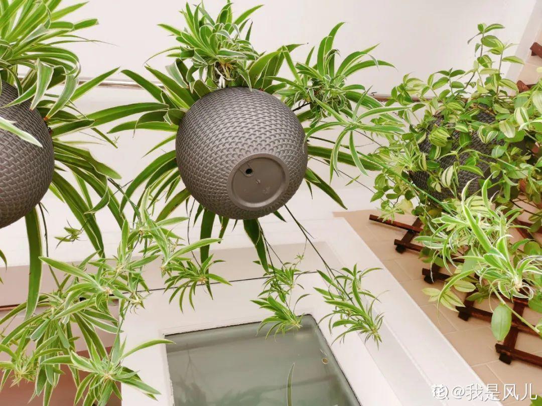 龟背竹是“吸废气”高手,家里放一盆,门窗紧闭也能空气清新!