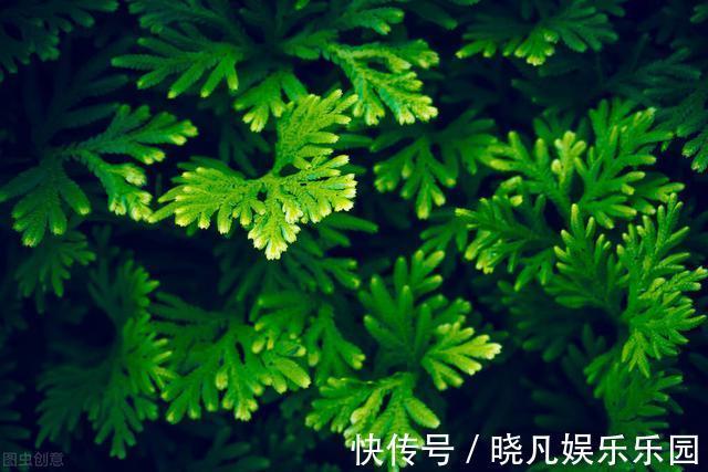 红花酢浆草|遇到5种野花野草,多挖点,正是移栽好时间
