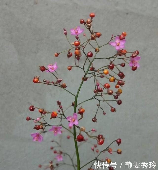 野菜|乡间土生土长的人参是一种高级补品，滋补强身，价值连城