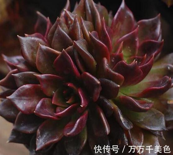 多肉养不好的原因之一,多数的分不清夏型种和冬型种多