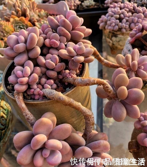 一棵桃蛋能否逆袭，往往看花友否无把握好这6点！