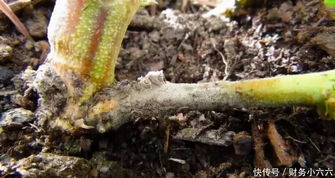 夏天|夏季养花招虫,用点爽身粉,这3个问题一下子就全消失了