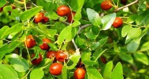 食物|女性过了40岁常吃3种食物，补充营养，滋补身体，好吃又不贵