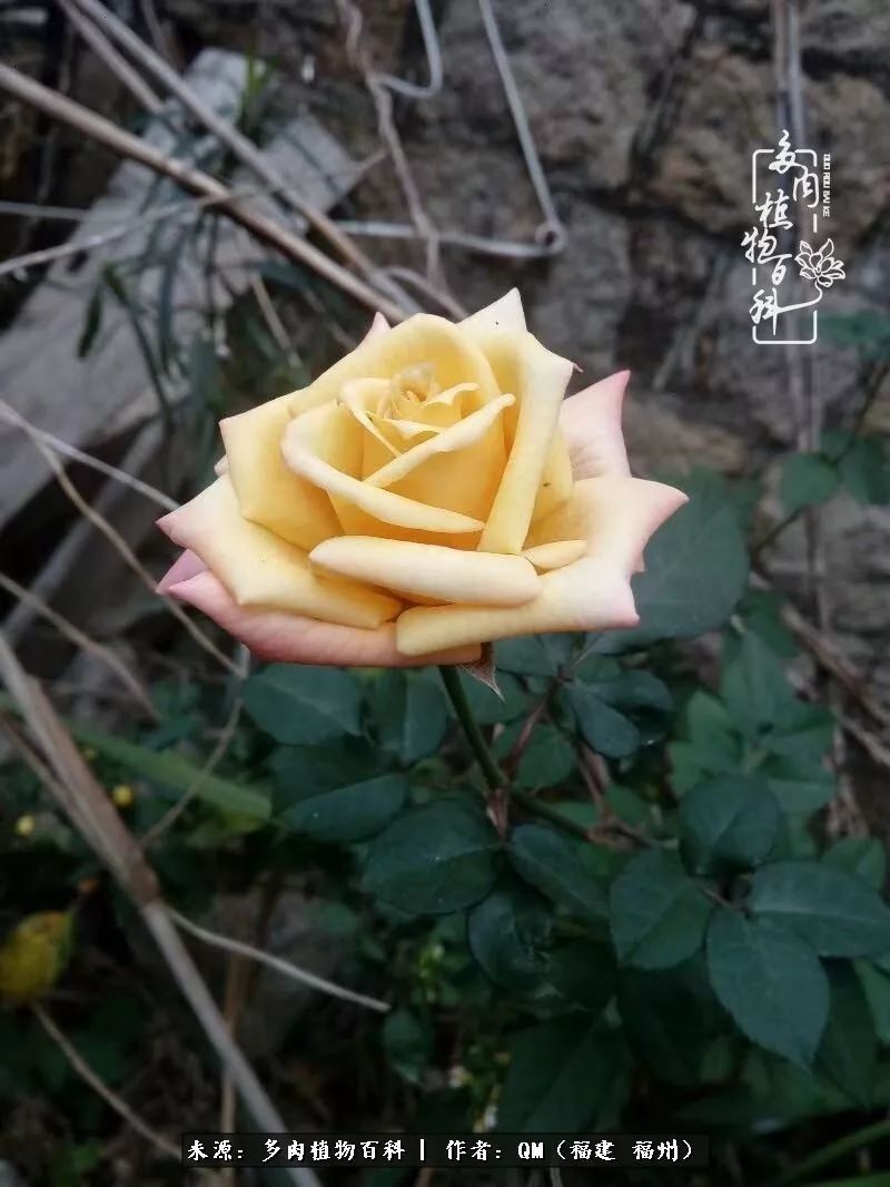 寒山转苍翠,秋水日潺湲——多肉未央,睹物思人!