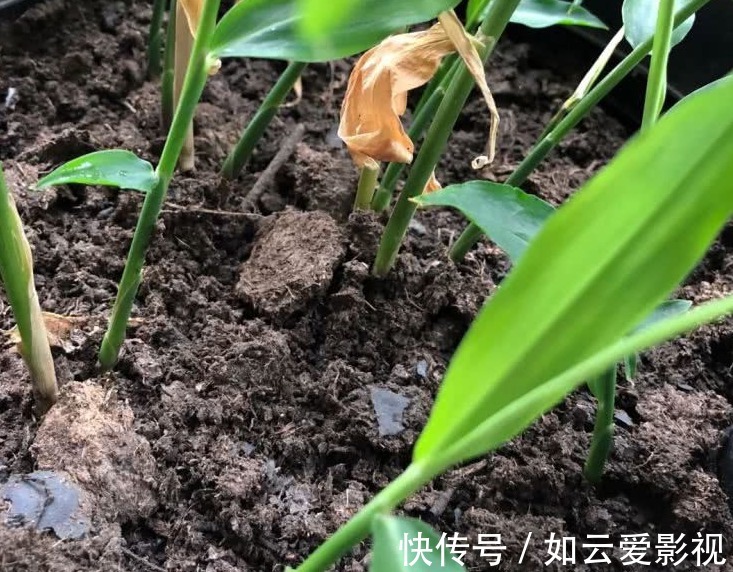 晾晒|吃不完的老姜这么一盆栽,来年就能收获新姜,平时堪当驱蚊剂
