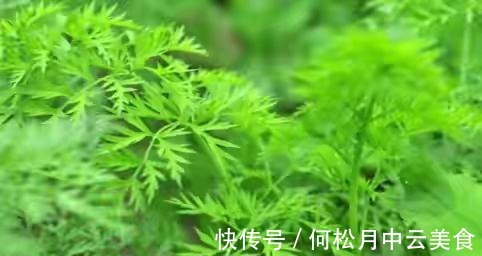 江南人|60种常见野菜,高清大图,收集全了真不容易!