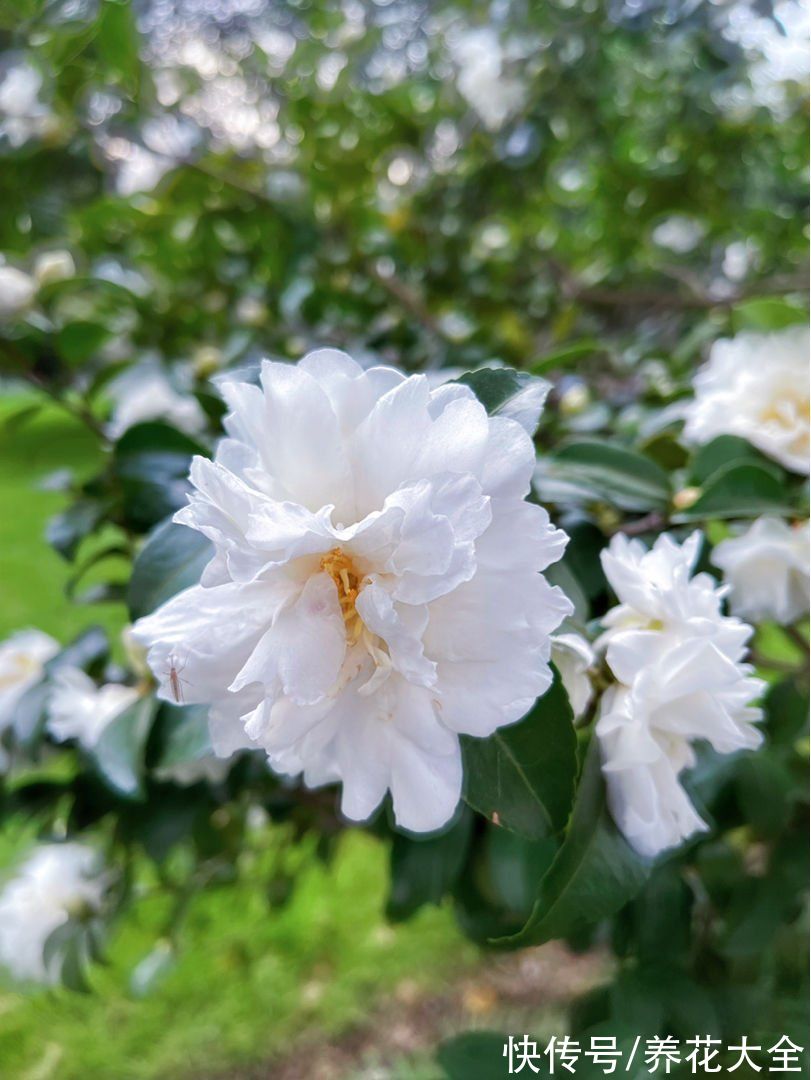 “养花圈”最坑人的3种花，老花农都入过坑，买回家就是浪费钱