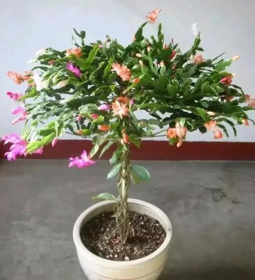 花树|蟹爪兰养不好,用此“神木”一嫁接,快速爆满芽,开成“花树”