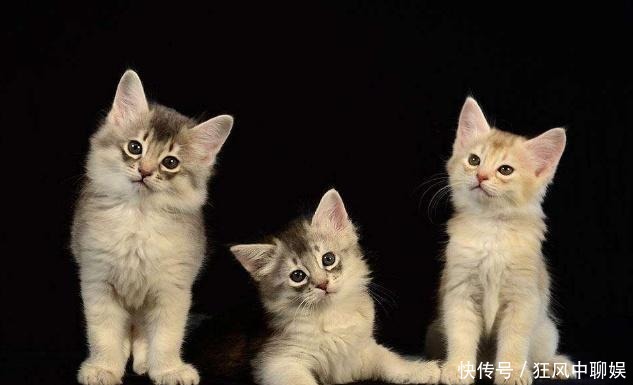 李时珍|人为什么不吃猫肉?李时珍在《本草纲目》中,早已告诉了我们原因