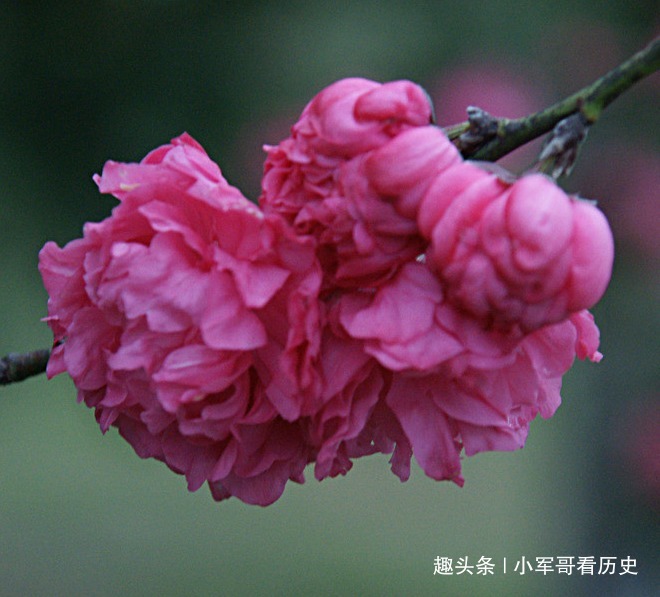 极品|此花是桃花中的极品,树姿优美花姿迷人,具有消除仇恨的意思
