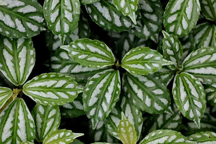 叶子|这些观叶类植物,叶子比花还好看,你喜欢吗?