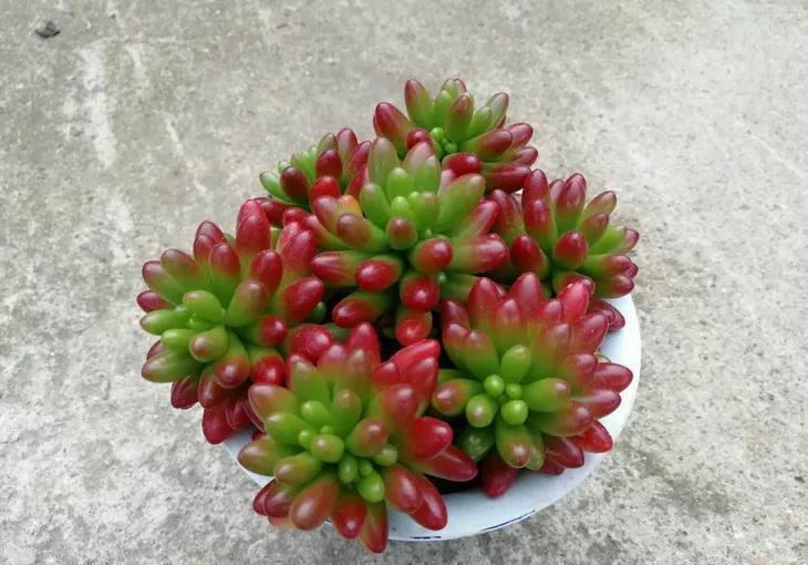 烂根多肉不要扔,处理一下,还能活,照样长出好状态