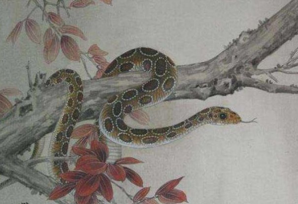 蛇人|80岁高僧说了生肖蛇晚年的“龙蛇飞动”，家有属蛇的看看吧