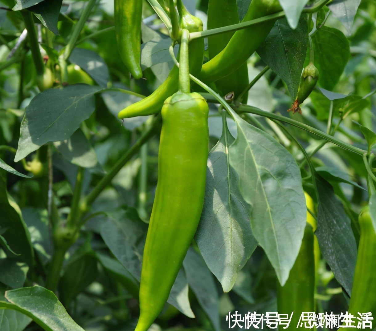 买辣椒时,如何区分辣椒辣不辣,只要记住这几点准不能买错