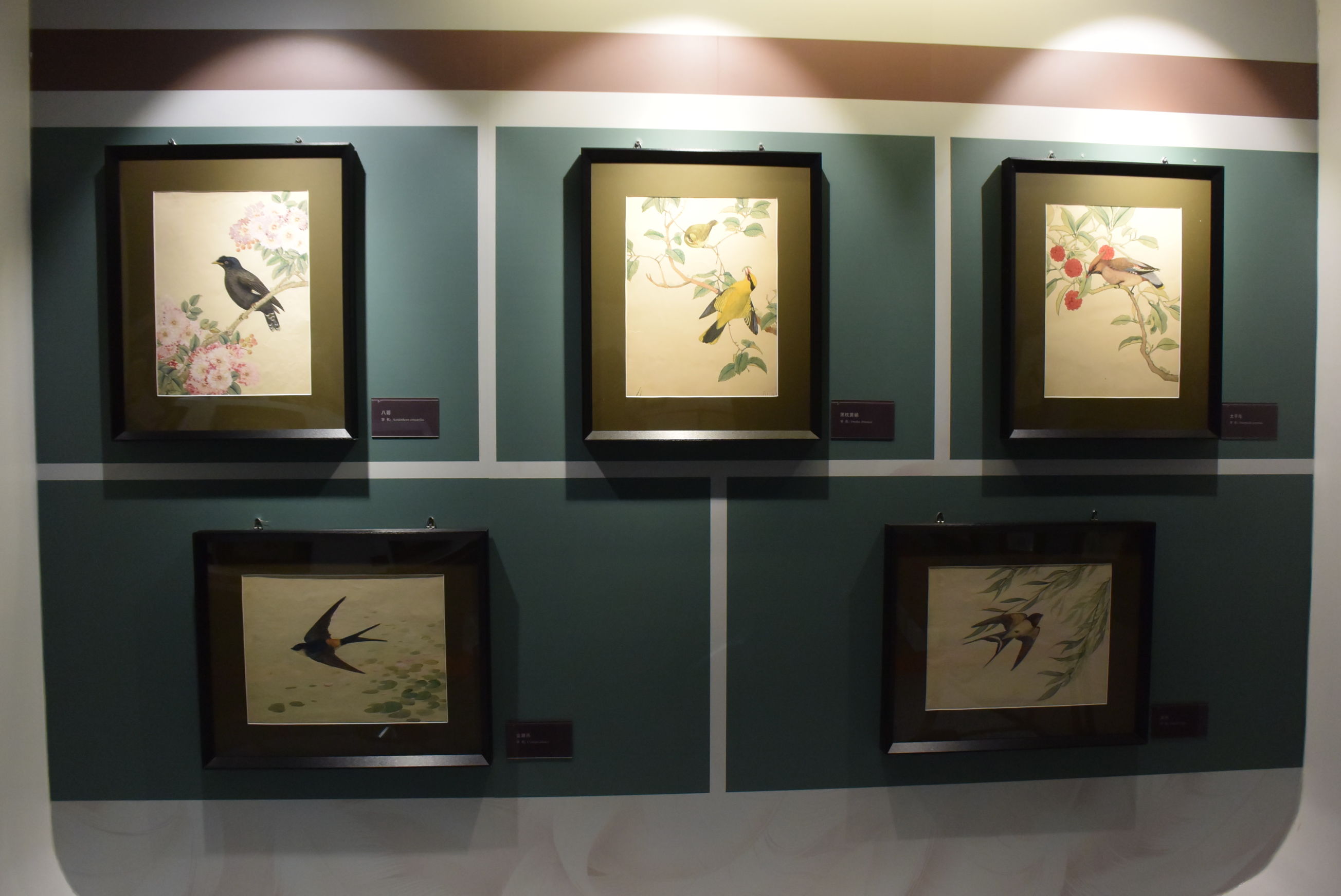 卢济珍&来天津看鸟类科学画