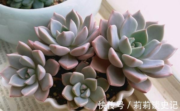 发现邻居阿姨家1种“普货”多肉,那叫一个精致,分享给大家看看