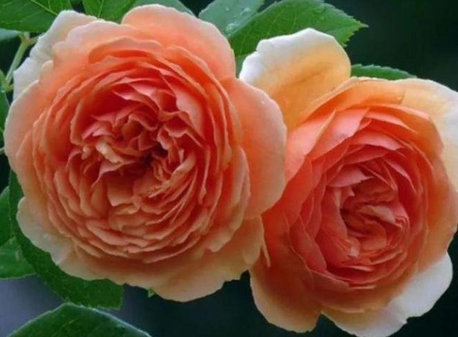 简单|此几种花超漂亮,开花又大又艳,养护简单,对待新手很友好