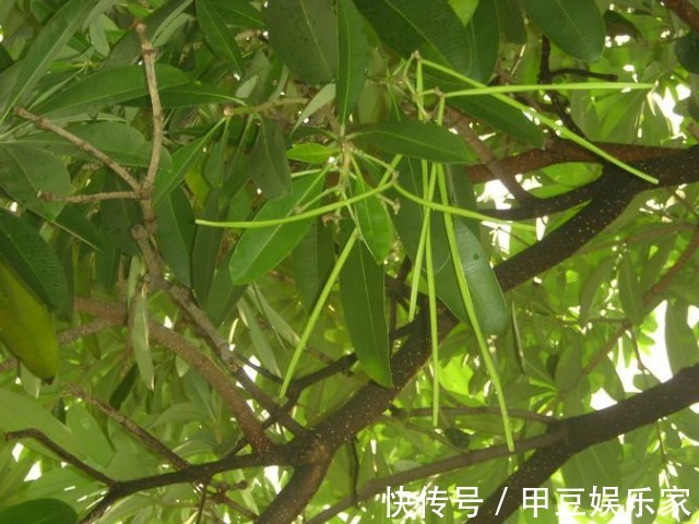 果实|人称“树王”的面条树,果实像豇豆,叶子是上等野菜,治牙疼赞