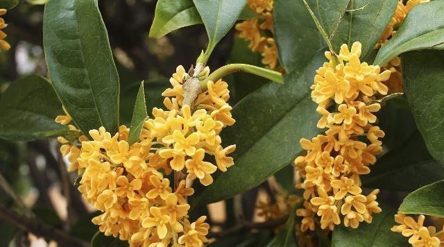 女性|女性要坚持吃三种食物，排毒养颜，延缓衰老，有益健康