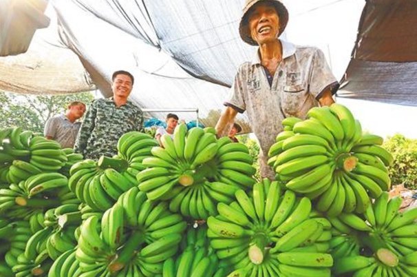 吃完香蕉要注意,切記碰此物,很多人不清楚,危害巨大