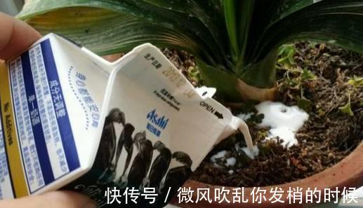 光照|阳台养花“6大错”，错了一个就黄叶，都占了就是“养花杀手”