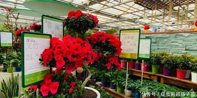 北京开了第一家绿植花卉大超市,就在南三环边上明码标价新鲜实惠