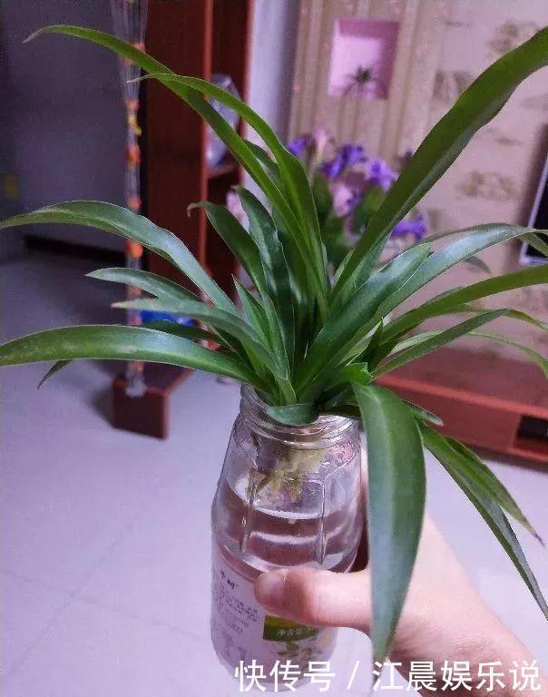 吊兰|出门最容易“捡到”的5种花,拿回家剪几刀,不花钱成好看盆栽