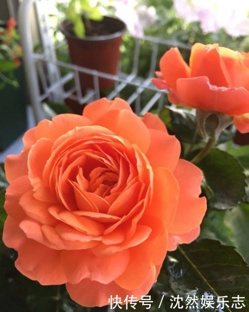 菊花|喜欢菊花 ,不如养“玫瑰精品”土星王阳台,丰腴婀娜,姿容高雅