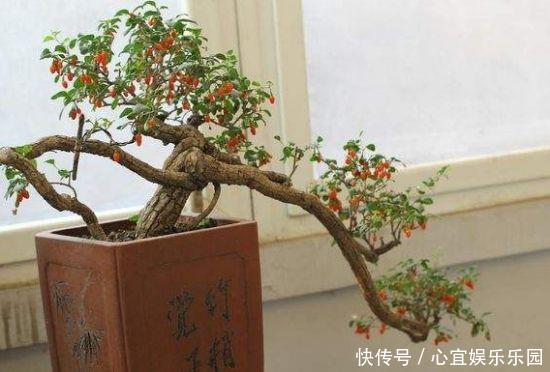 枸杞|没钱买花,野外去挖,插个枝就活,一年变昂贵的盆景,挂满红果果