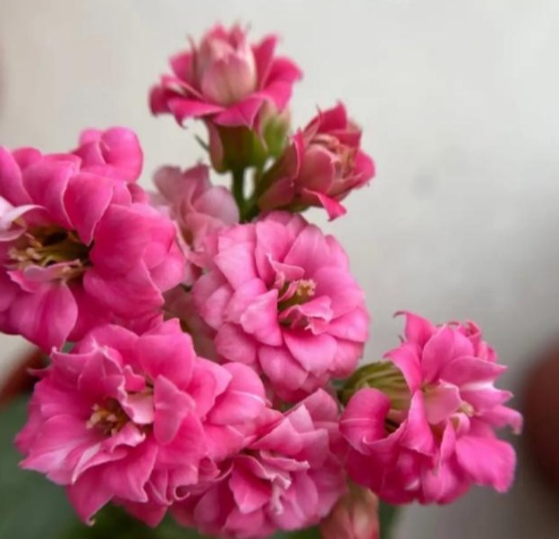 75个长寿花品种，一个比一个美，一起来认识一下吧！