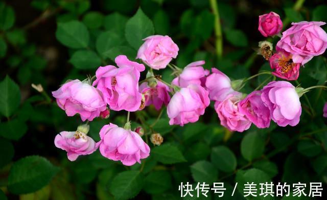 施肥|九月入手月季，赶紧做4点，上冻前还会再开花