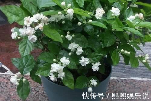 硫酸亚铁|浇水可是技术活，用这些水浇花，连花肥都省了