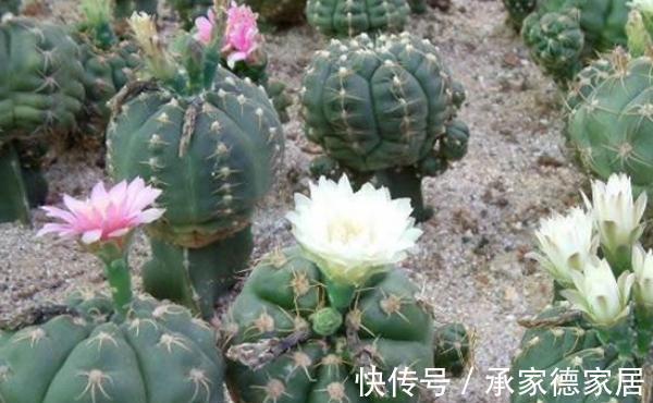 花盆|养花试试这几款,简简单单的配一个花盆,就是一个漂亮的绿植