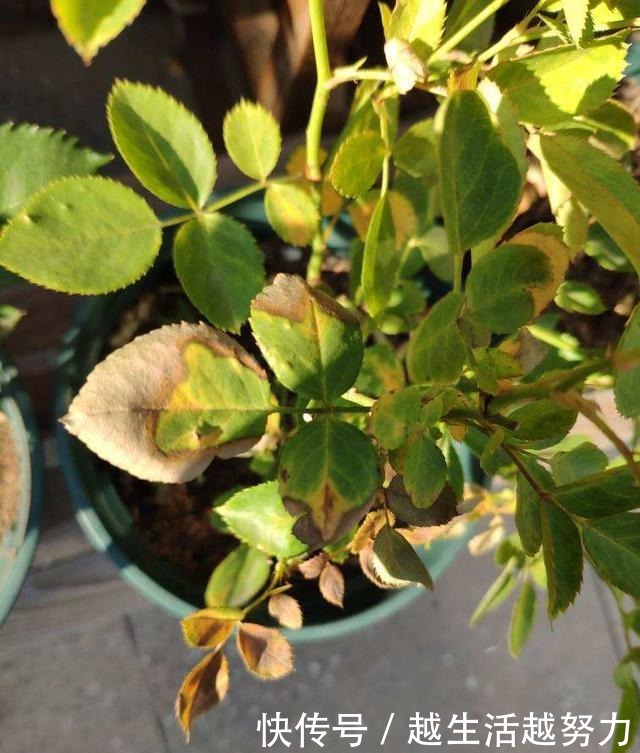 初春养花，这4点要注意，否则花熬过冬天，死在春天！