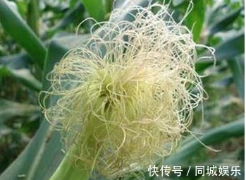 健康|玉米须是个宝，经常泡水喝，以下3大好处不请自来，女人不容错过